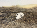 Evolution Skull Collection: From Thrinaxodon to Homo sapiens