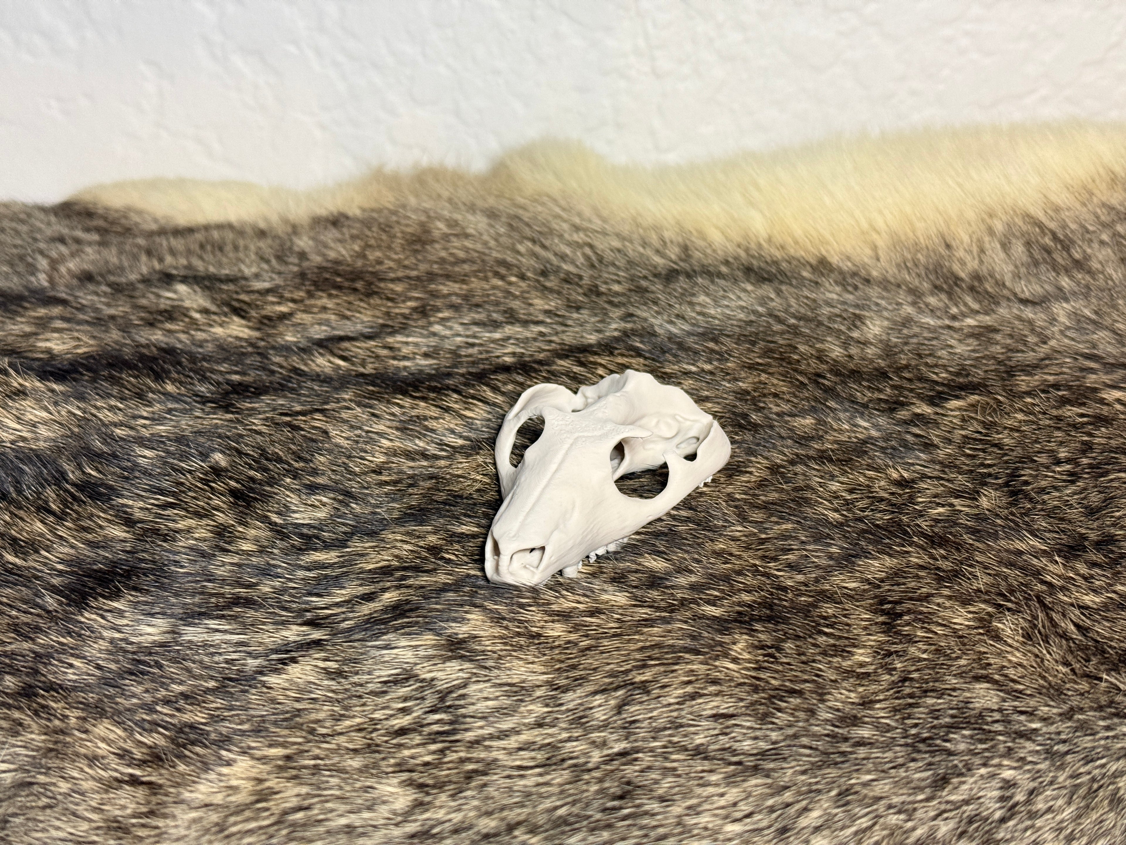 Evolution Skull Collection: From Thrinaxodon to Homo sapiens