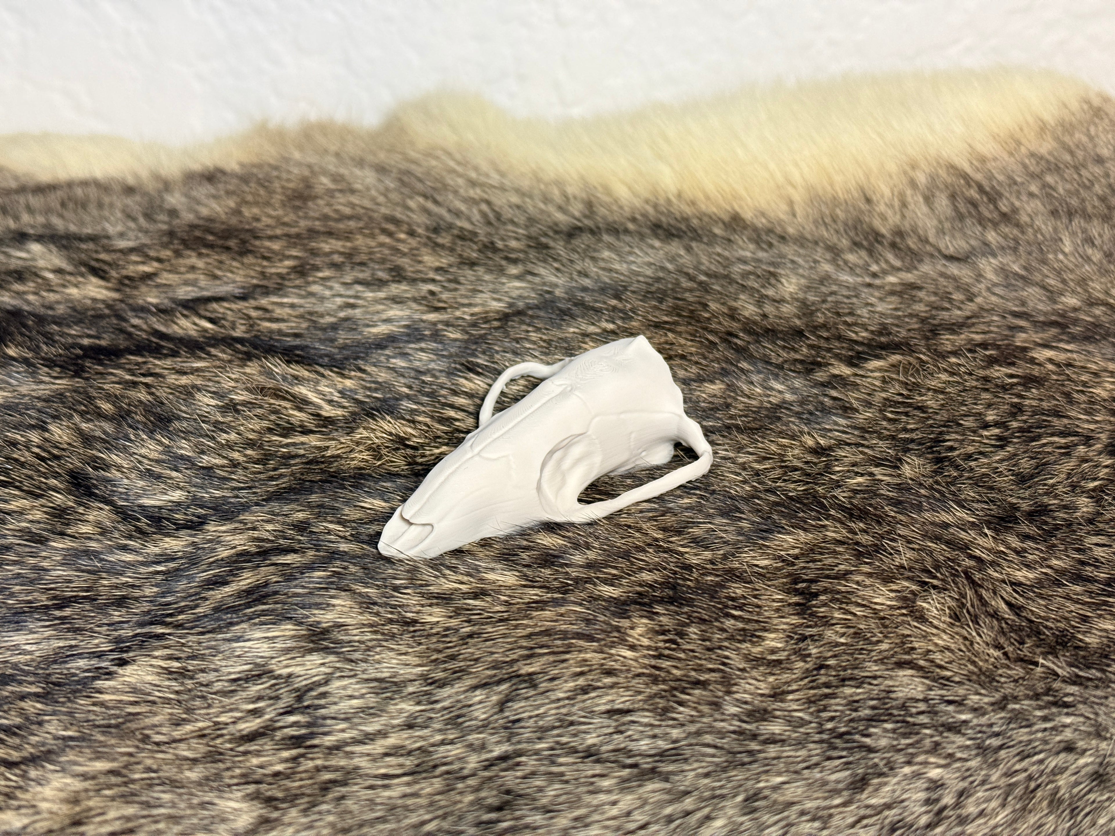 Evolution Skull Collection: From Thrinaxodon to Homo sapiens