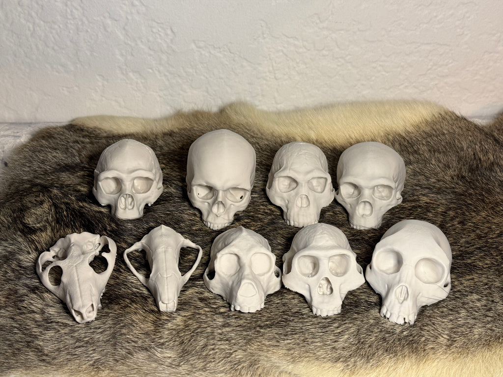 Evolution Skull Collection: From Thrinaxodon to Homo sapiens