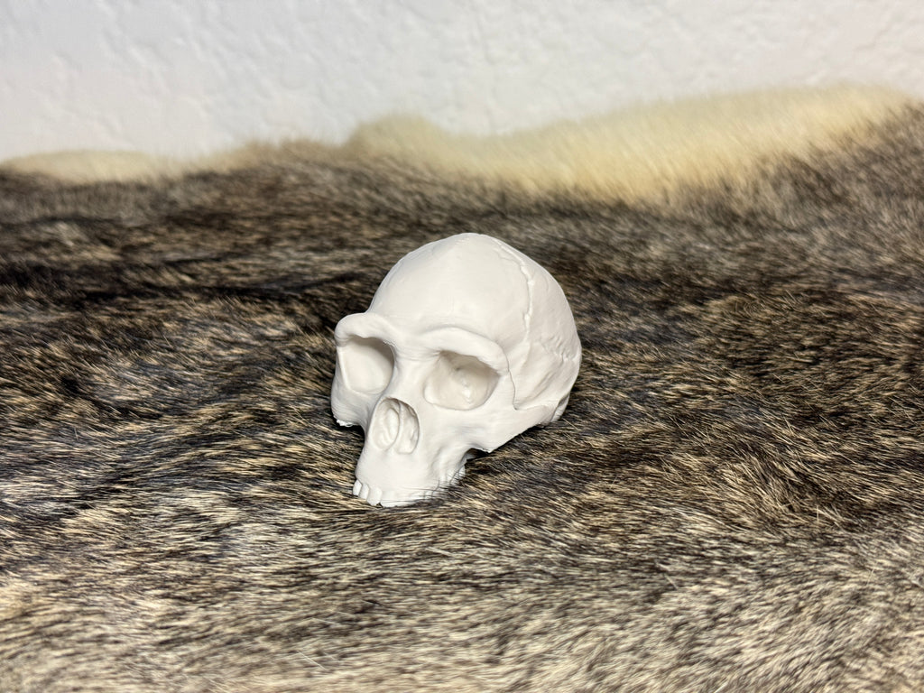 Evolution Skull Collection: From Thrinaxodon to Homo sapiens