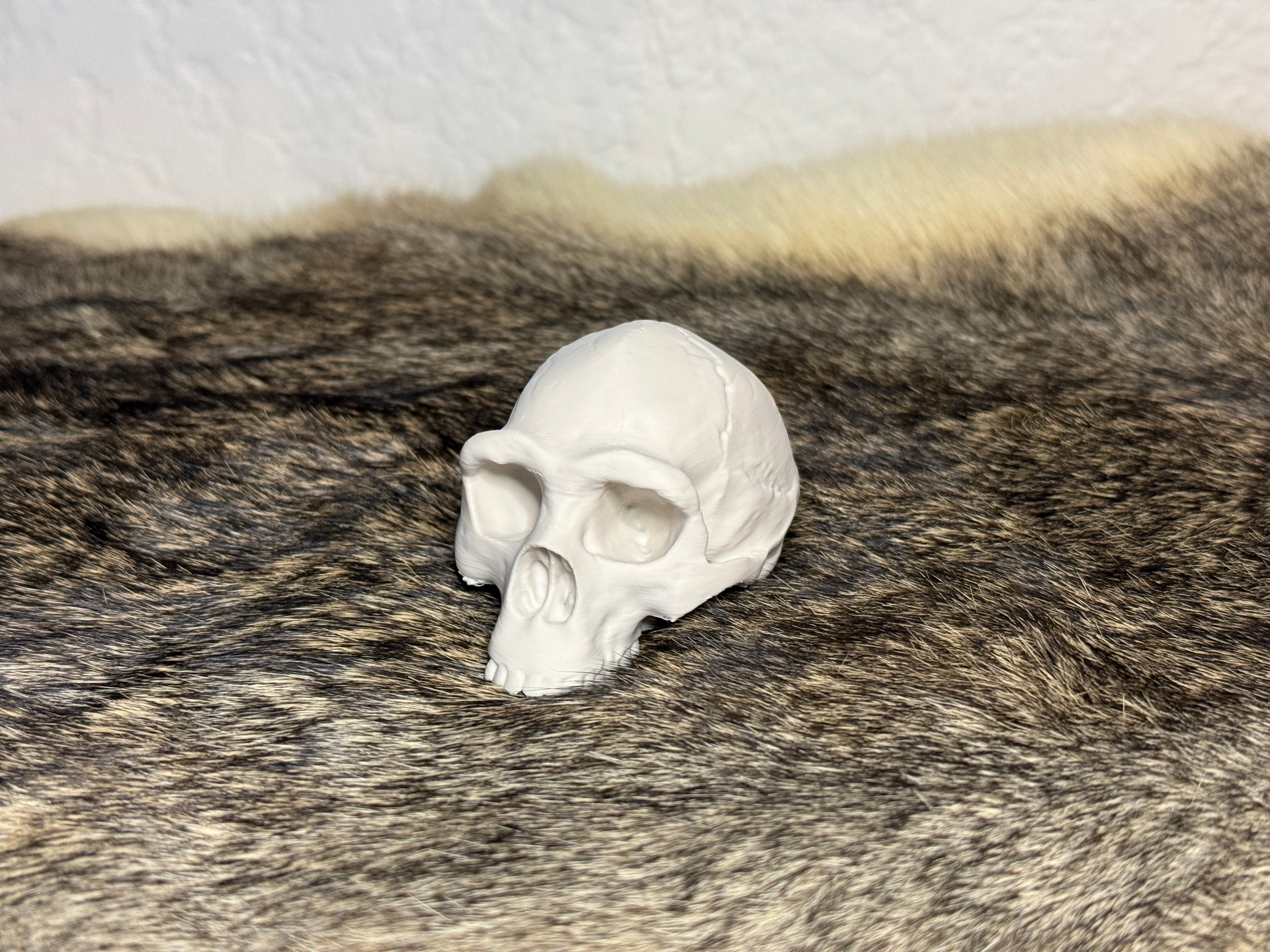 Evolution Skull Collection: From Thrinaxodon to Homo sapiens