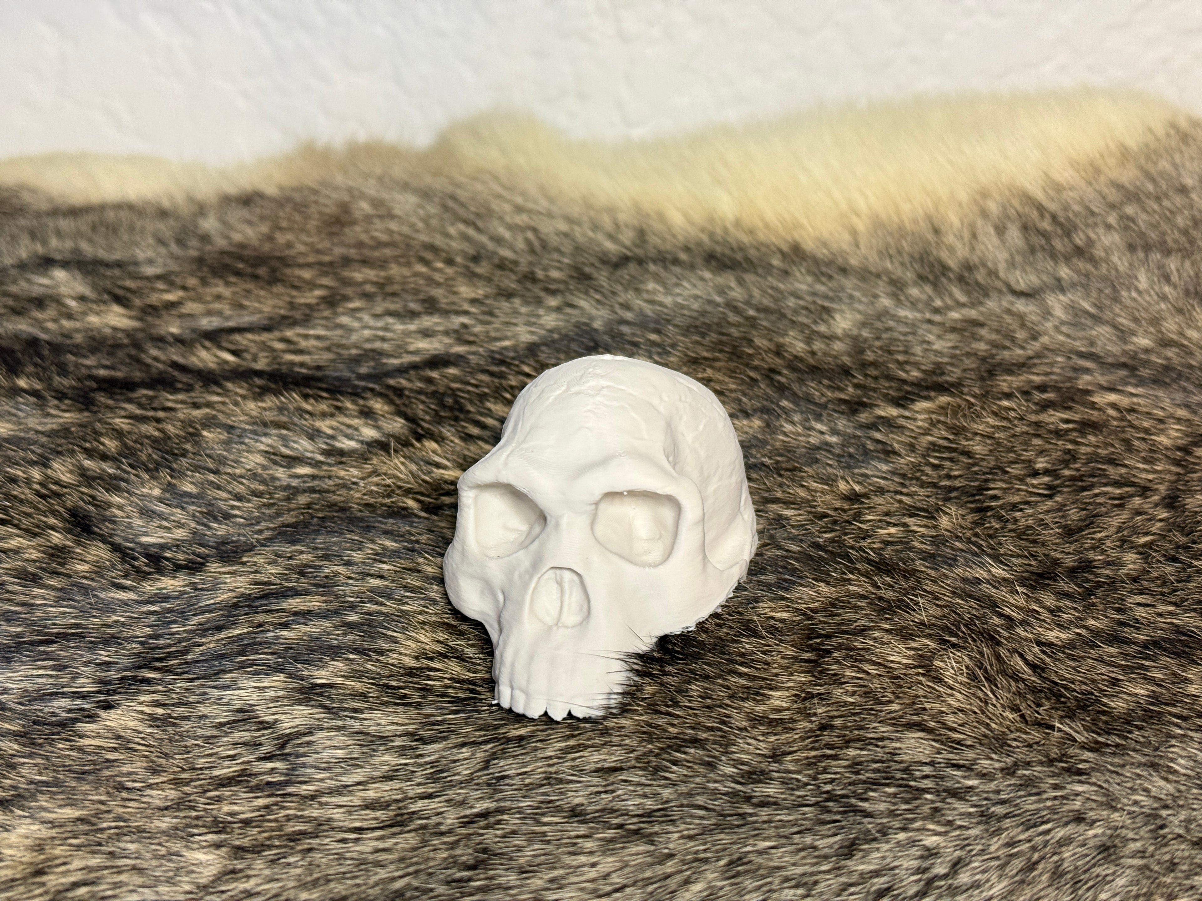 Evolution Skull Collection: From Thrinaxodon to Homo sapiens