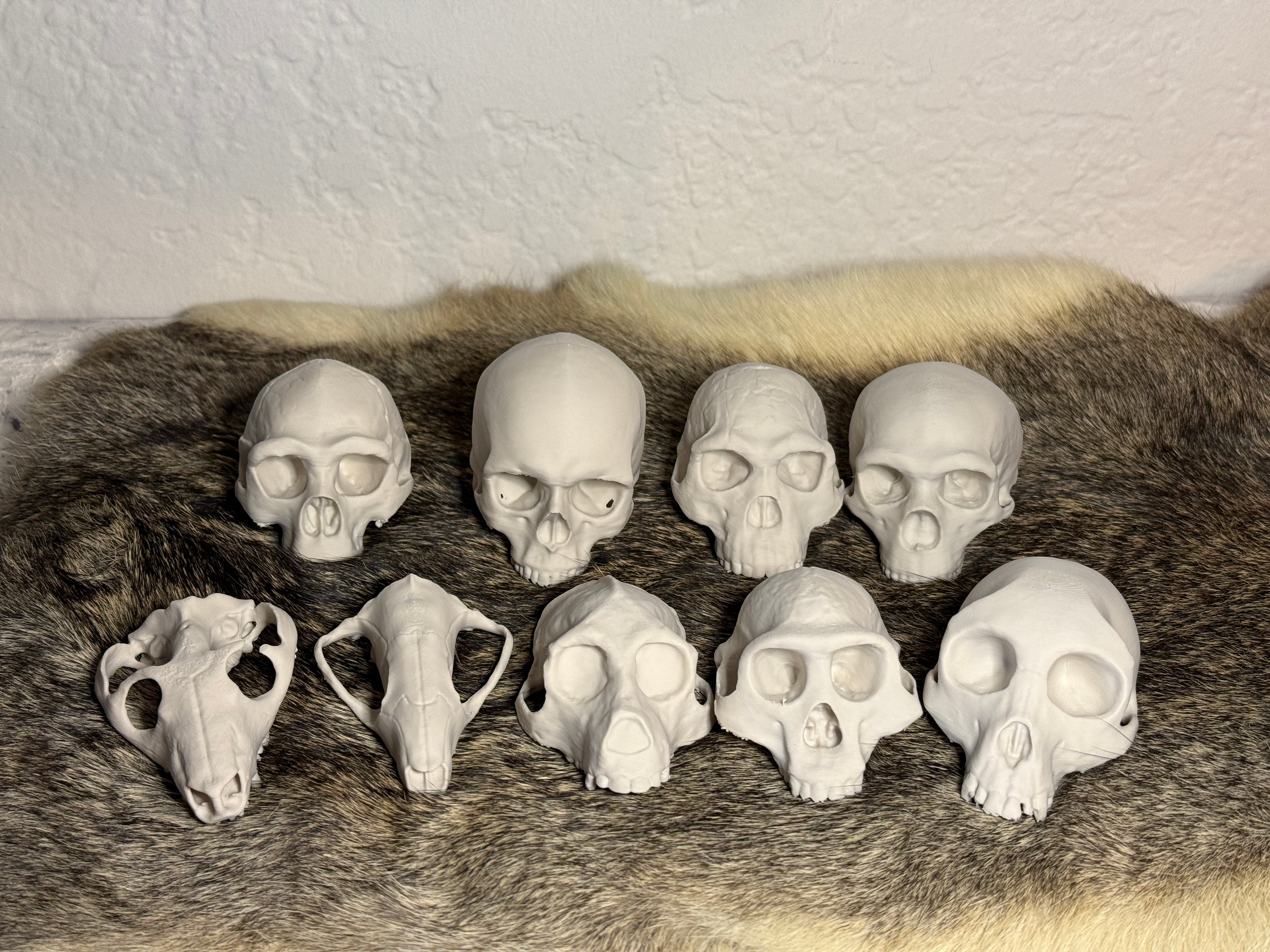 Evolution Skull Collection: From Thrinaxodon to Homo sapiens