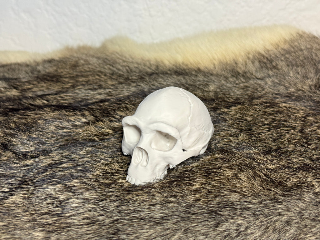 Evolution Skull Collection: From Thrinaxodon to Homo sapiens