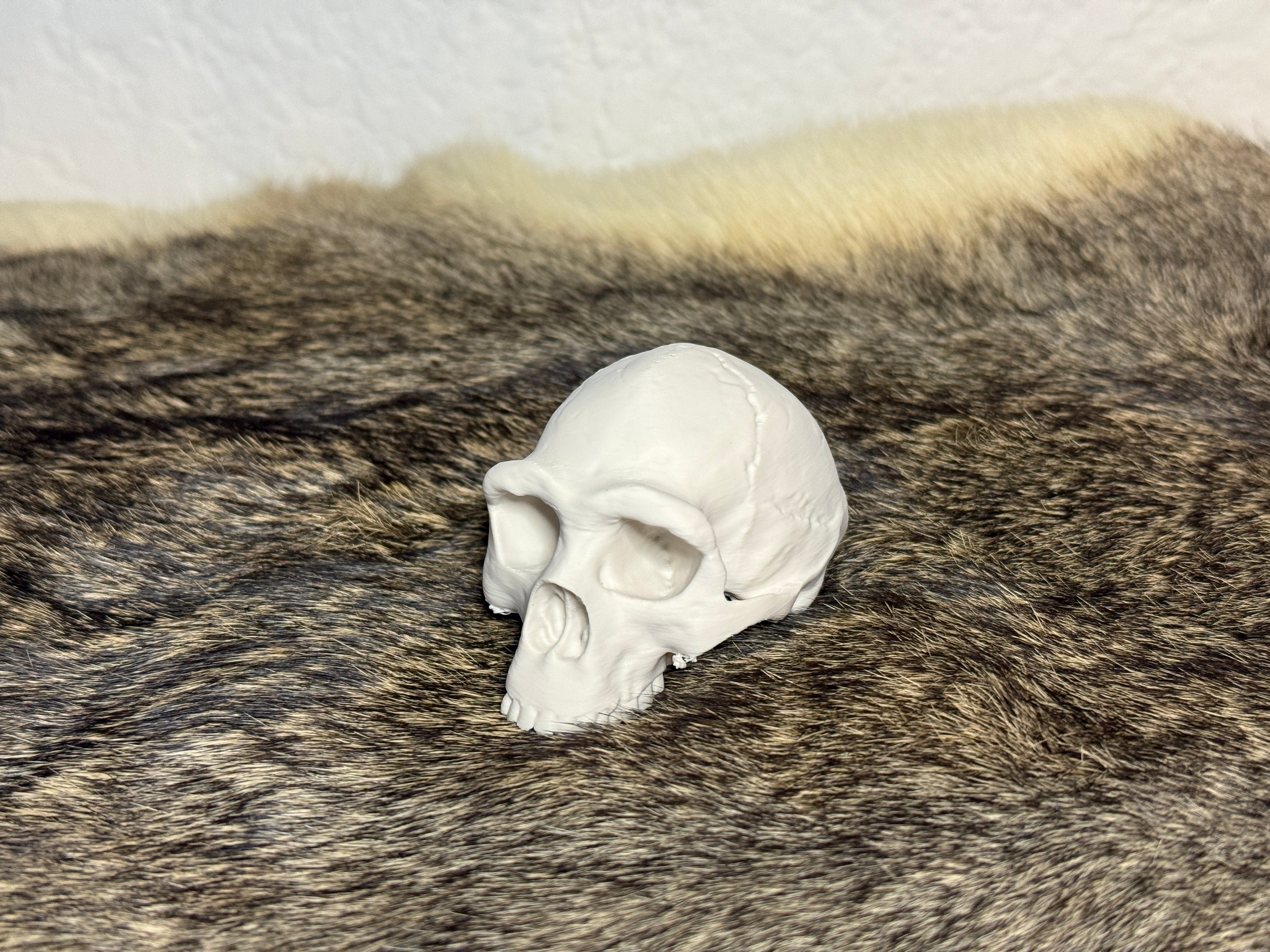 Evolution Skull Collection: From Thrinaxodon to Homo sapiens