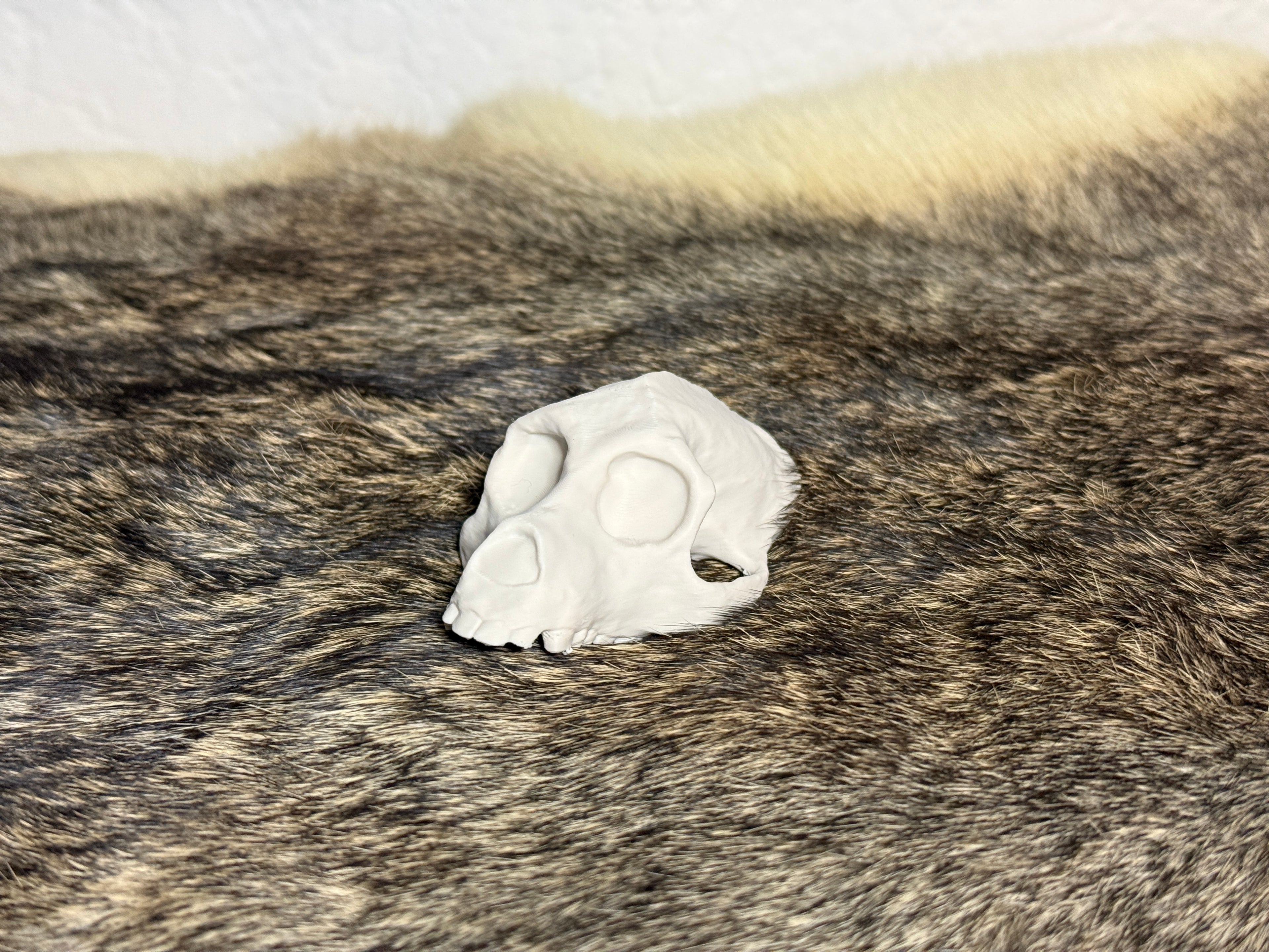 Evolution Skull Collection: From Thrinaxodon to Homo sapiens