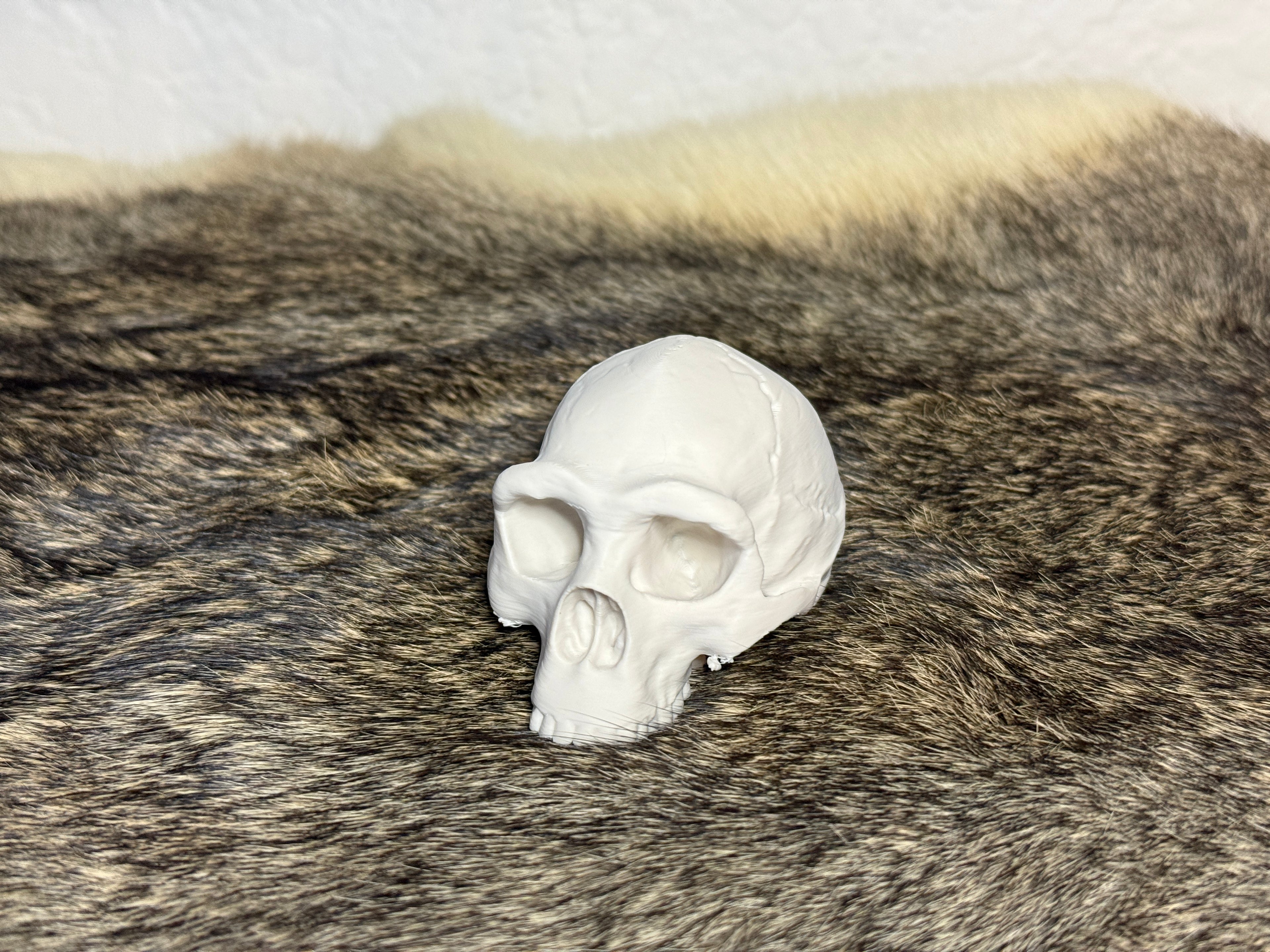 Evolution Skull Collection: From Thrinaxodon to Homo sapiens