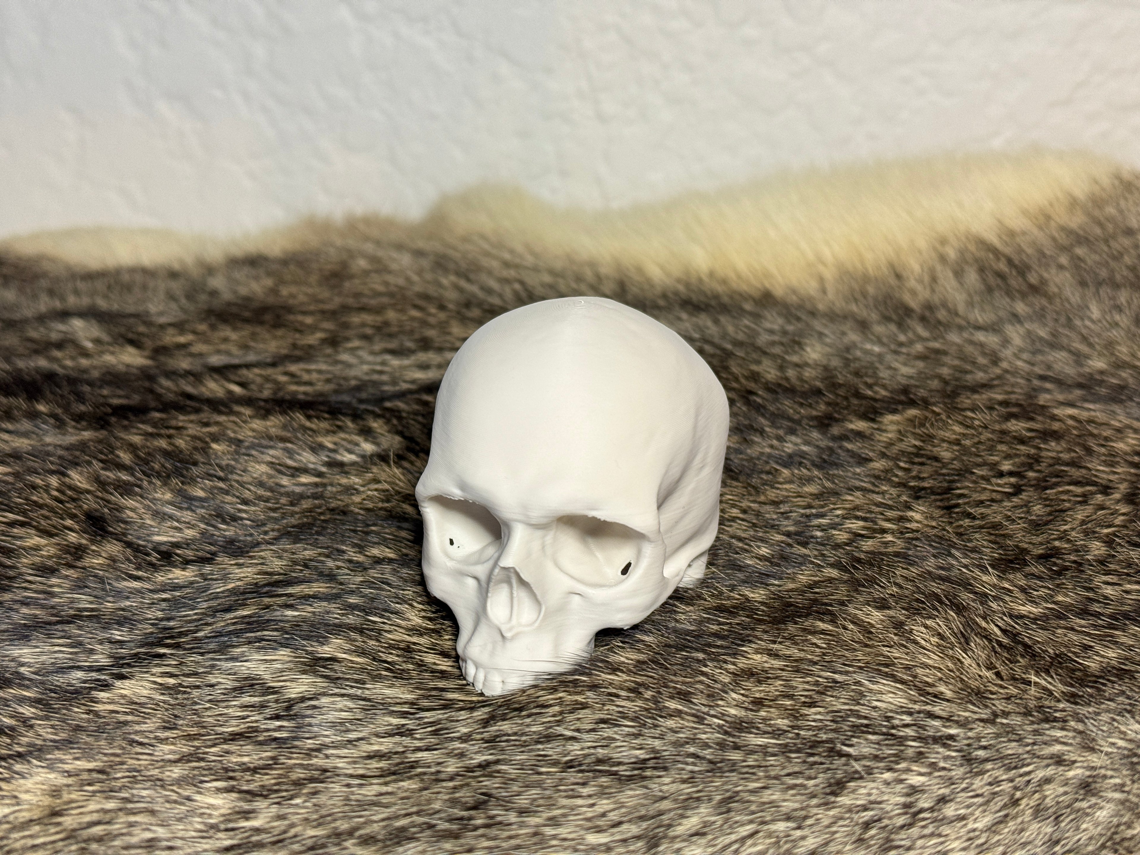 Evolution Skull Collection: From Thrinaxodon to Homo sapiens