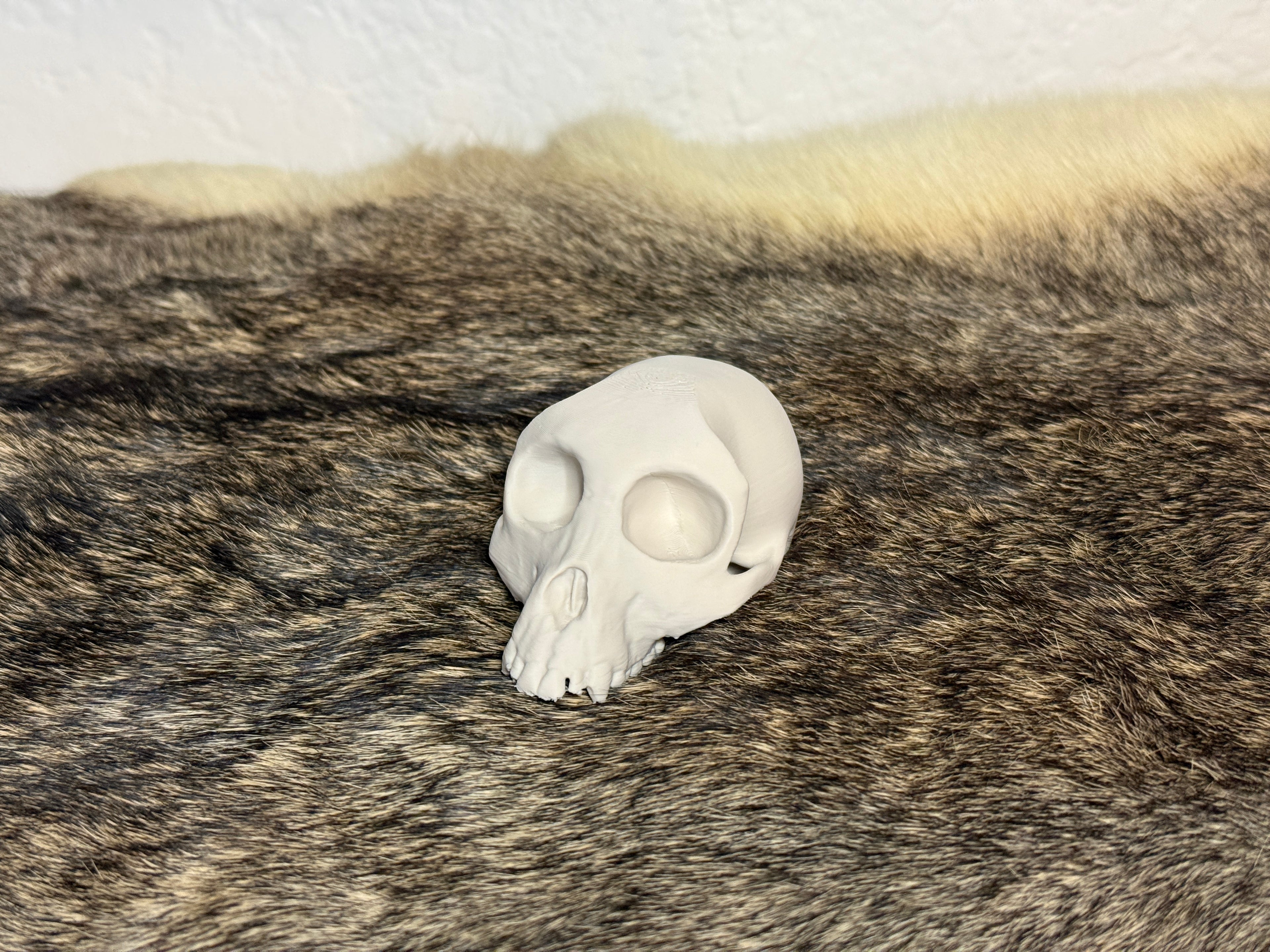 Evolution Skull Collection: From Thrinaxodon to Homo sapiens