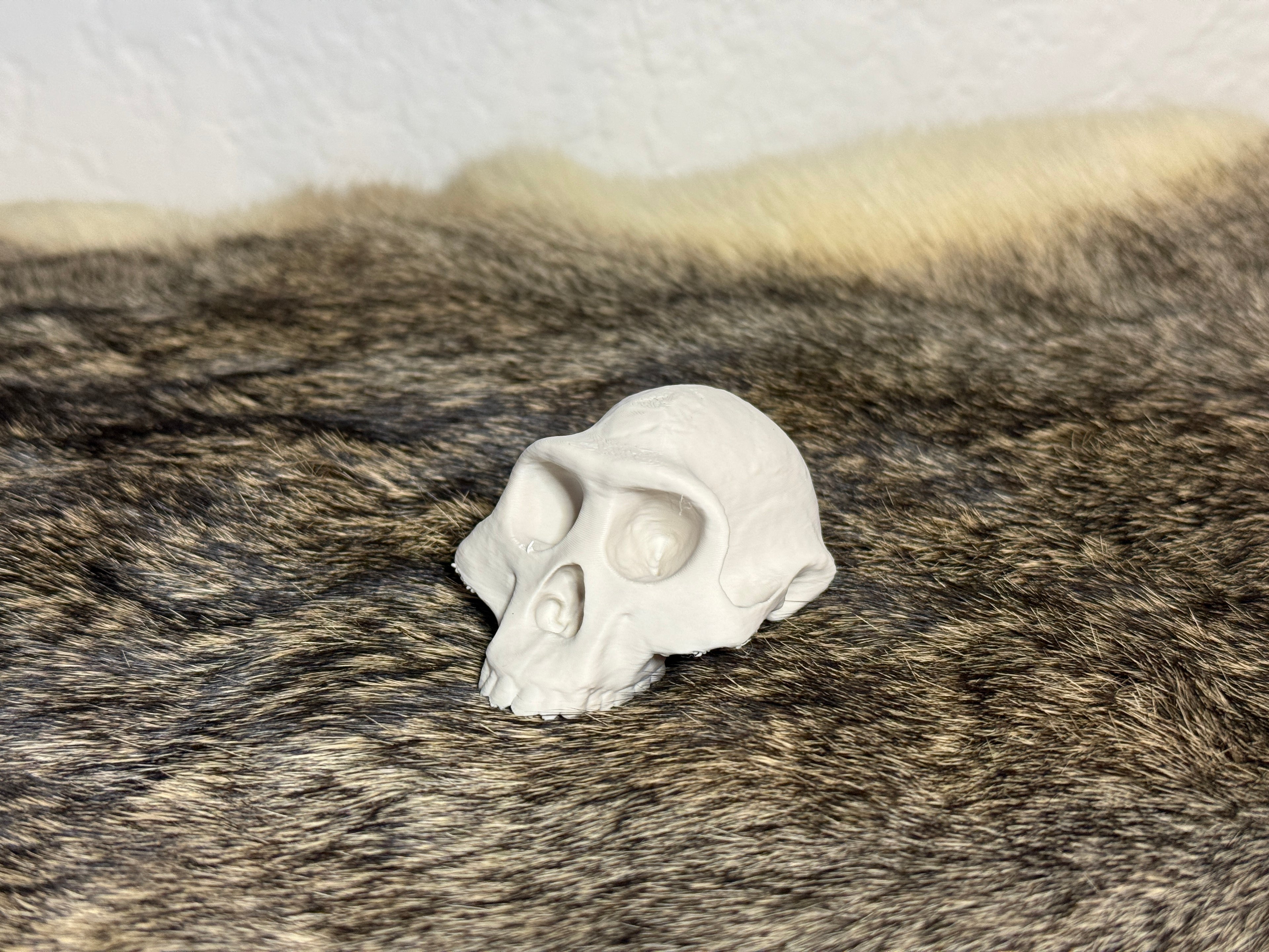 Evolution Skull Collection: From Thrinaxodon to Homo sapiens