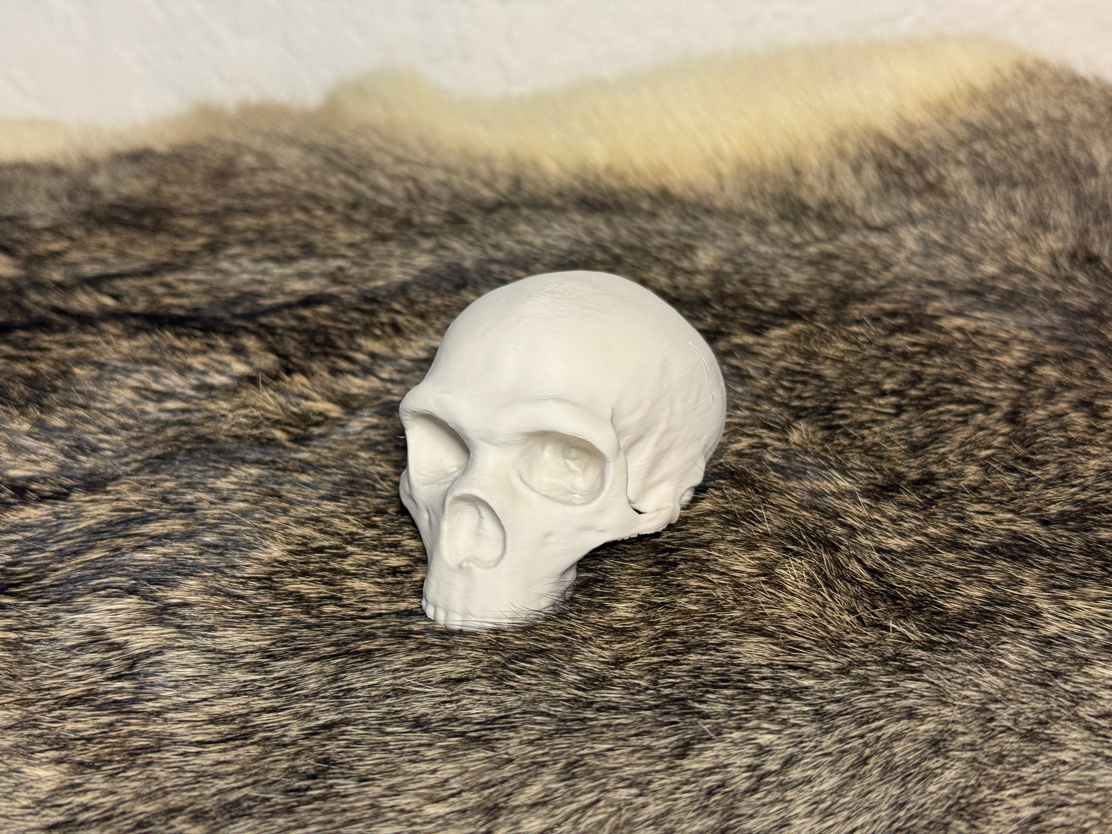 Evolution Skull Collection: From Thrinaxodon to Homo sapiens